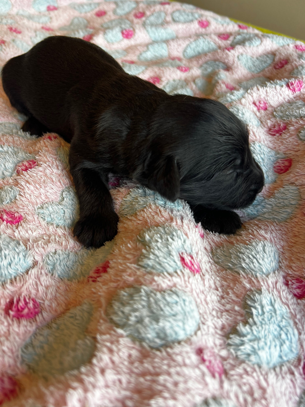 Des Bergers des Mille et Une Nuit - Chiots disponibles - Berger de Brie