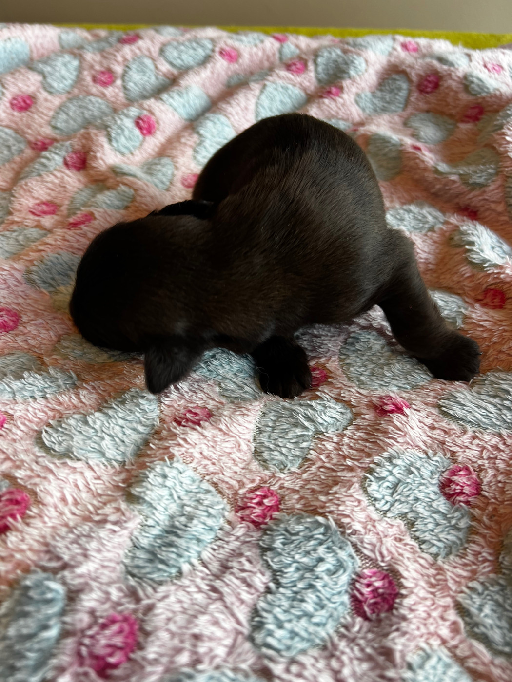 Des Bergers des Mille et Une Nuit - Chiots disponibles - Berger de Brie
