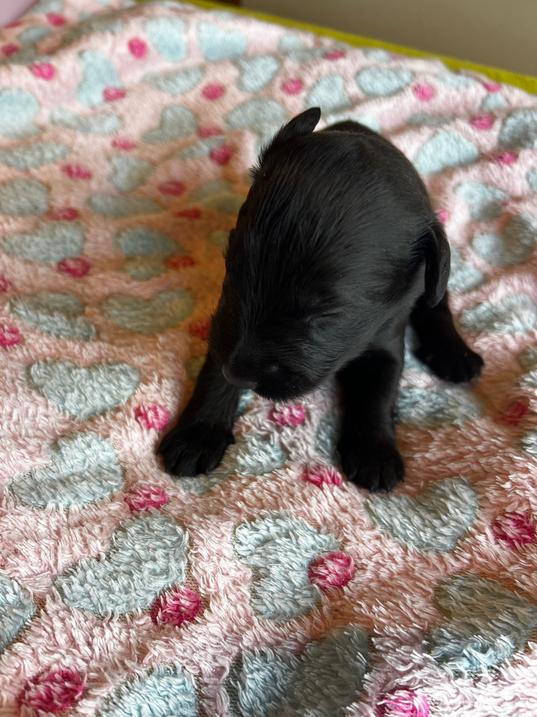 Des Bergers des Mille et Une Nuit - Chiots disponibles - Berger de Brie