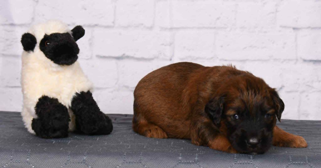 Des Bergers des Mille et Une Nuit - Chiots disponibles - Berger de Brie