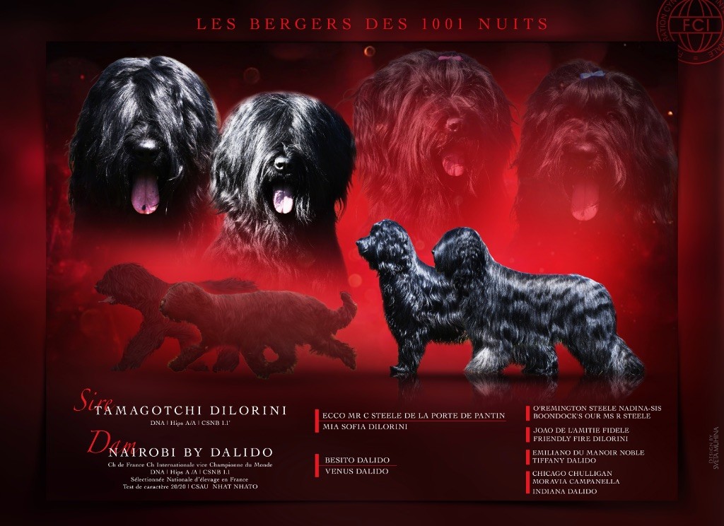 Chiot Berger de Brie Des Bergers des Mille et Une Nuit