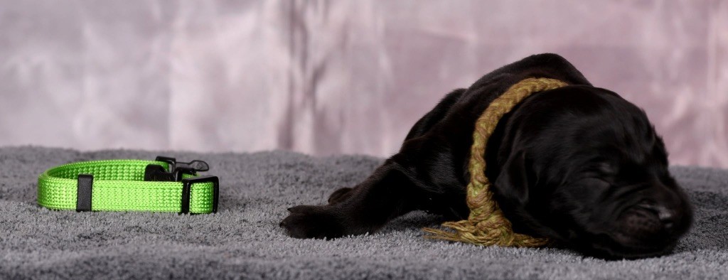Des Bergers des Mille et Une Nuit - Chiots disponibles - Berger de Brie