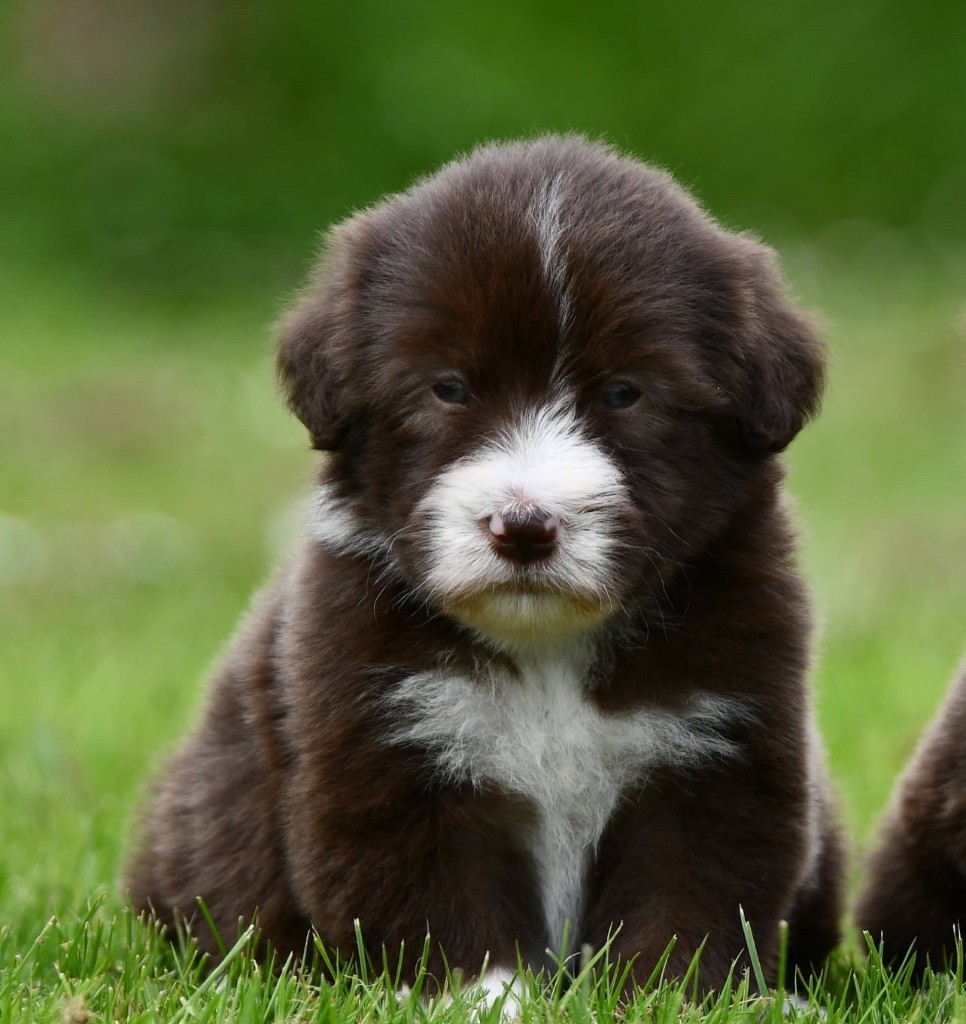 Des Bergers des Mille et Une Nuit - Chiots disponibles - Bearded Collie