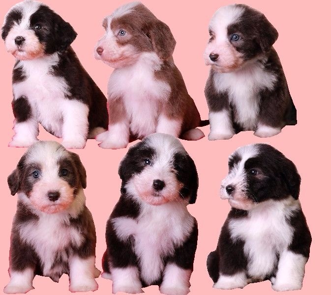 Chiot Bearded Collie Des Bergers des Mille et Une Nuit