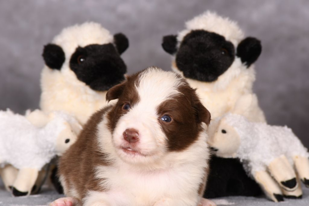 Des Bergers des Mille et Une Nuit - Chiots disponibles - Border Collie