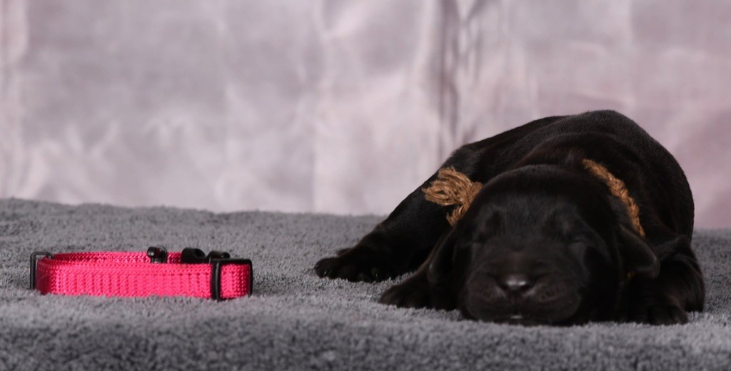 Des Bergers des Mille et Une Nuit - Chiots disponibles - Berger de Brie