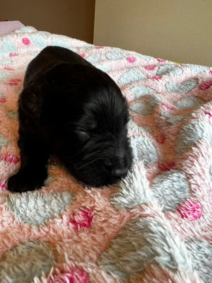 CHIOT 1