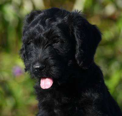 Angus