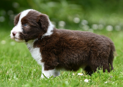 Agatha 