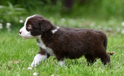 Althea 