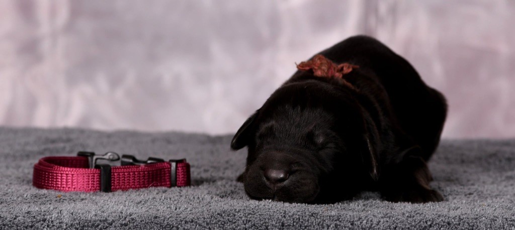 Des Bergers des Mille et Une Nuit - Chiots disponibles - Berger de Brie