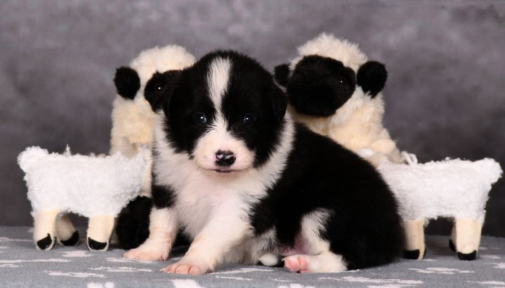 Des Bergers des Mille et Une Nuit - Chiots disponibles - Border Collie