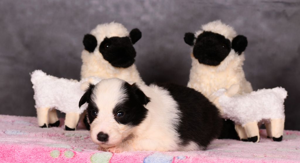 Des Bergers des Mille et Une Nuit - Chiots disponibles - Border Collie
