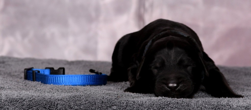 Des Bergers des Mille et Une Nuit - Chiots disponibles - Berger de Brie