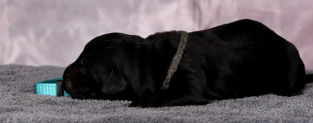 Des Bergers des Mille et Une Nuit - Chiots disponibles - Berger de Brie