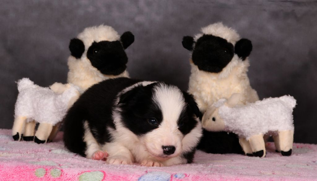 Des Bergers des Mille et Une Nuit - Chiots disponibles - Border Collie