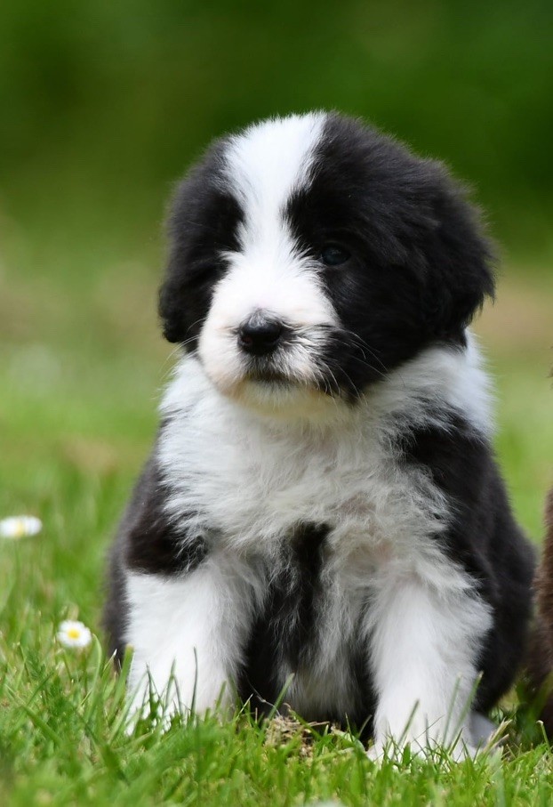 Des Bergers des Mille et Une Nuit - Chiots disponibles - Bearded Collie