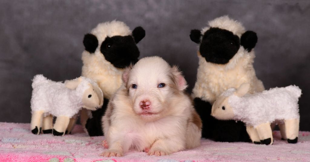 Des Bergers des Mille et Une Nuit - Chiots disponibles - Border Collie