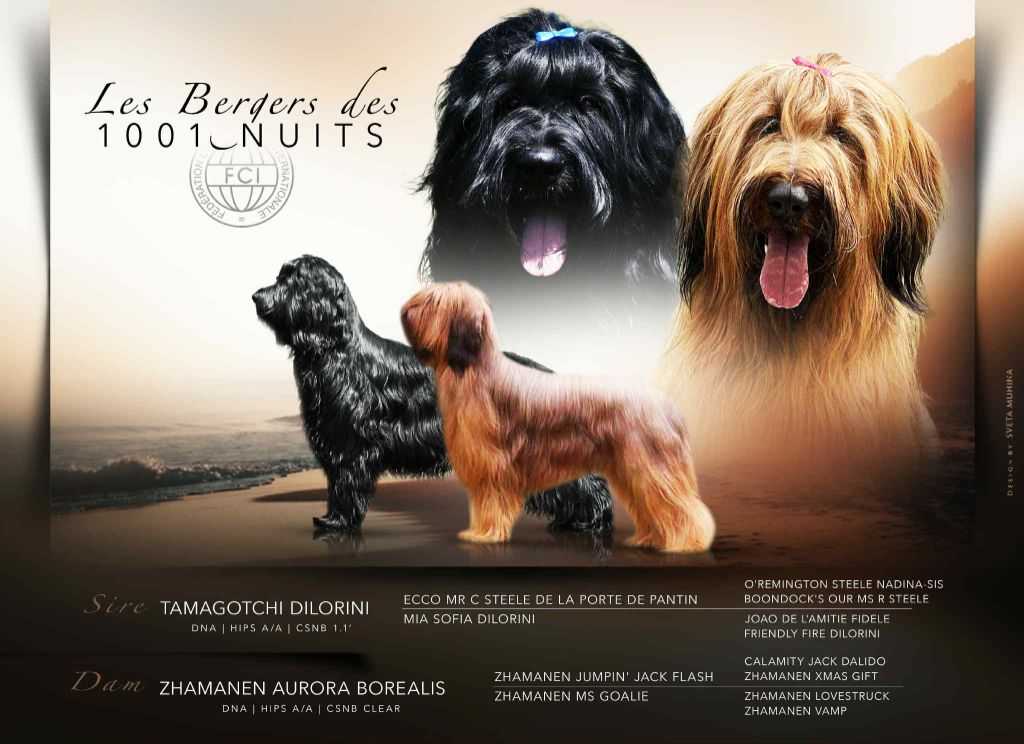 Des Bergers des Mille et Une Nuit - Berger de Brie - Portée née le 17/09/2025