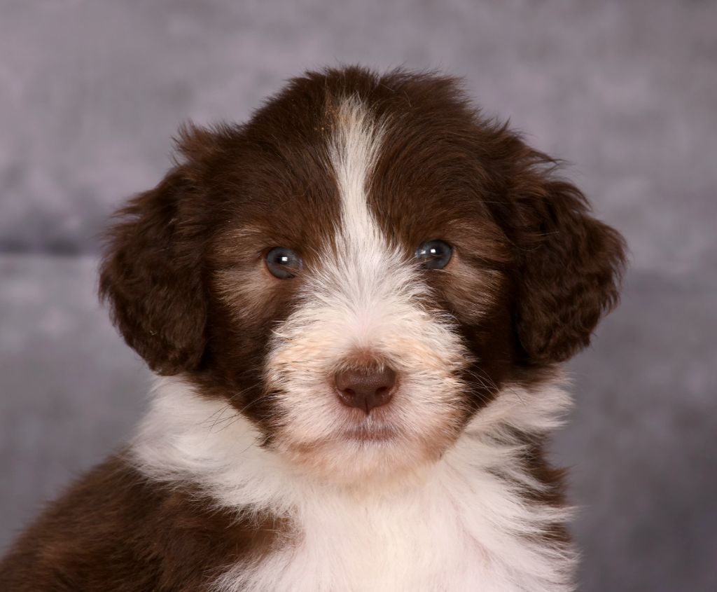 Des Bergers des Mille et Une Nuit - Chiots disponibles - Bearded Collie