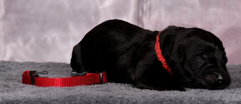 Des Bergers des Mille et Une Nuit - Chiots disponibles - Berger de Brie